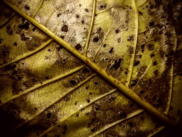 Foto insect vangt droge bladeren textuur achtergrond