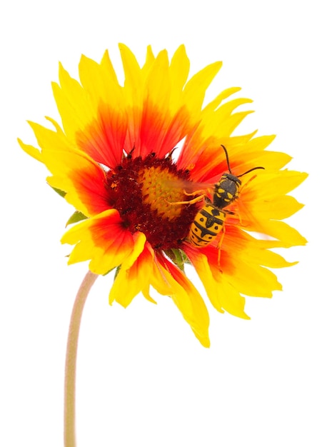 Insect wasp on a yellow flower