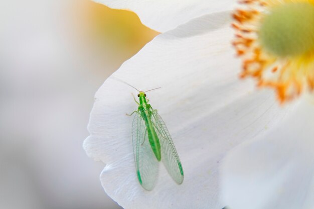 Foto insetto sul fiore bianco