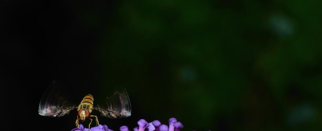 写真 昆虫の翅の動きのパノラマ