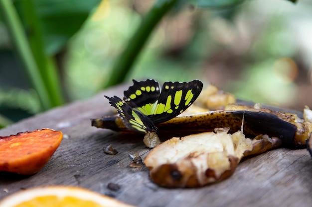 Insect with wings Butterfly eats fruit