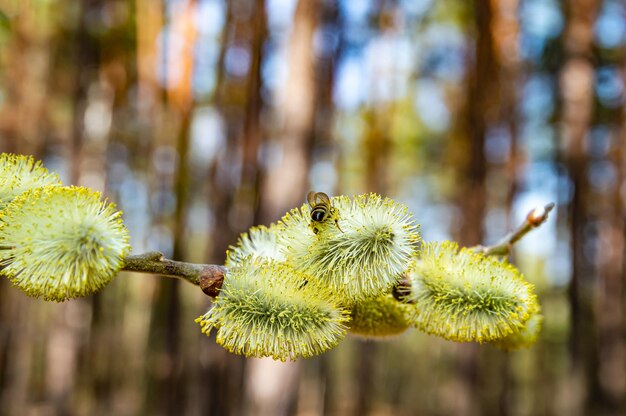 Insectbij op een gele bloem van een bloeiende wilg