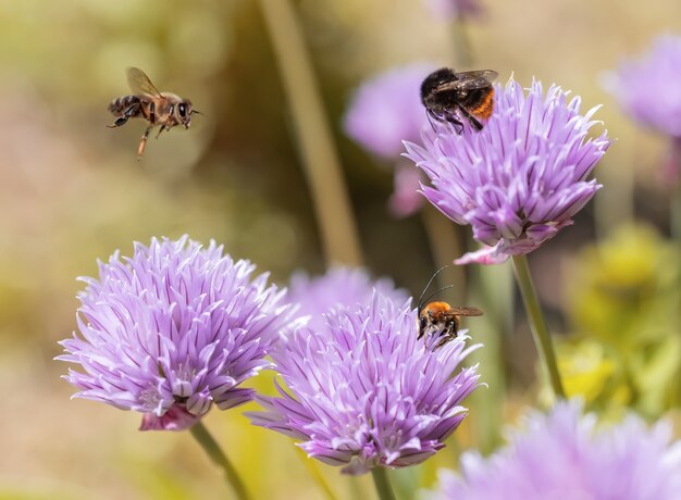 Insecten bestuiven bloemen in de tuin