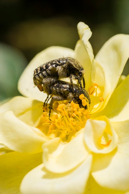 Insecten en Sierroos