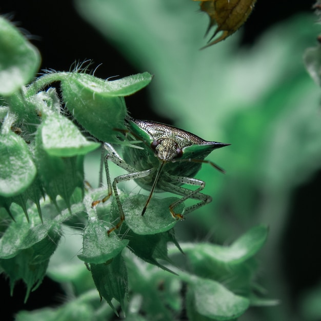 Insecten op bladeren