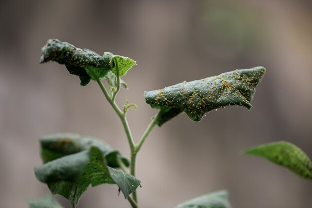 Insecten op bladeren