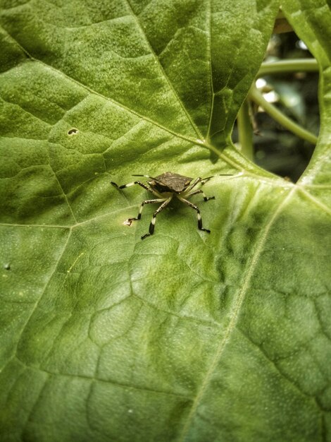 Insecten op een blad gratis foto