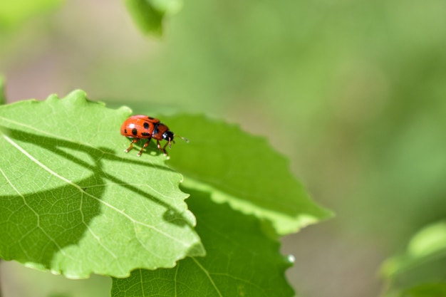 Insecten op een boomtak in het bos