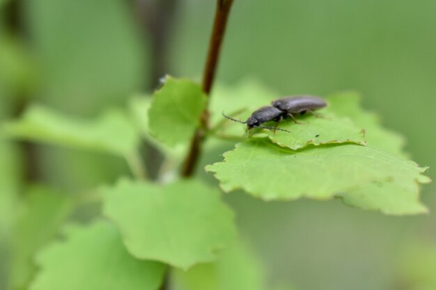 Insecten op een boomtak in het bos