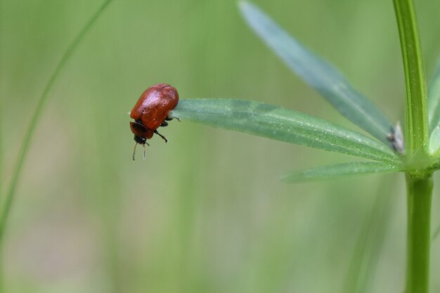 Insecten op een boomtak in het bos