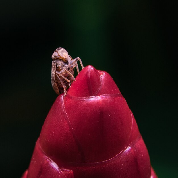 Insecten op rode bloemen