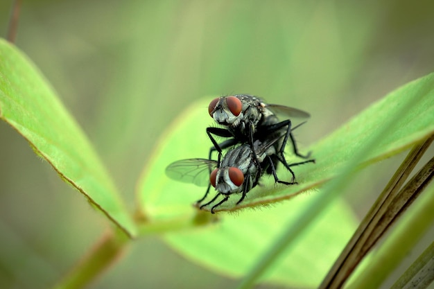 Insecten paren op bladeren