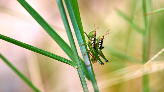 Insecten paren op bladeren