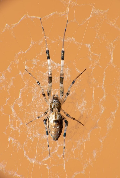 Insecten Prachtige macrowereld van verbazingwekkende kleuren en texturen selectieve focus