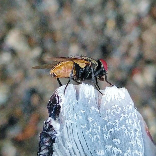 Insecten vliegen op de bladeren