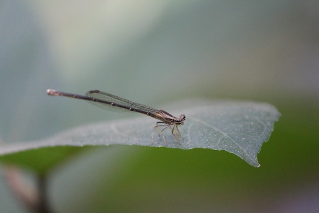 Insecten