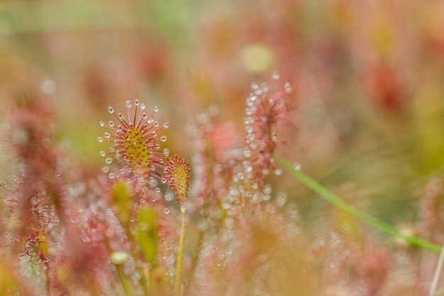 insectenetende plant in de natuur