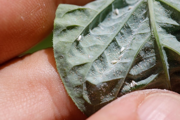 Insectenplagen bladluis op de scheuten en vruchten van planten Spint op bloemen Peperbladeren aangevallen door kwaadaardige insecten