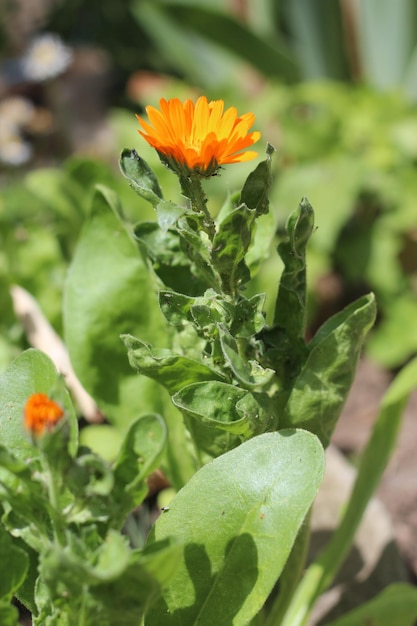 Insectenplagen op calendula-bloemluizen op tuinplanten