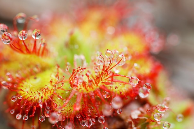 Insectivorous plants Drosera burmannii colorful plant in Phu Kradueng National Park, Thailand.