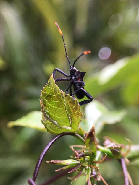 Insects andbug on a green