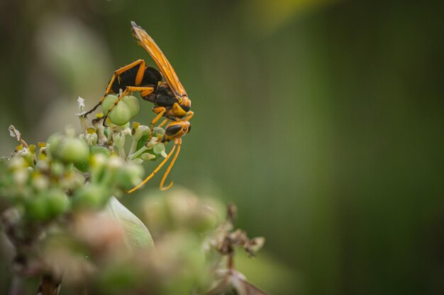 Photo insects are searching for nectar from flowers