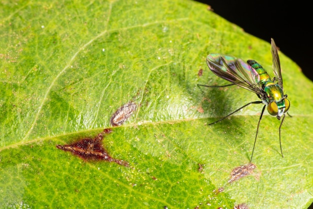 ブラジルの都市の庭の葉の上の美しくてカラフルな昆虫の選択と集中