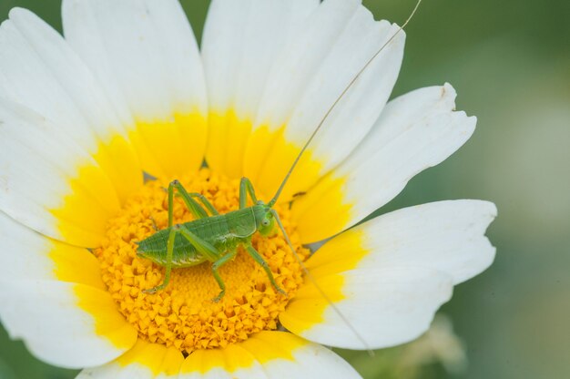 Insetti in bel fiore