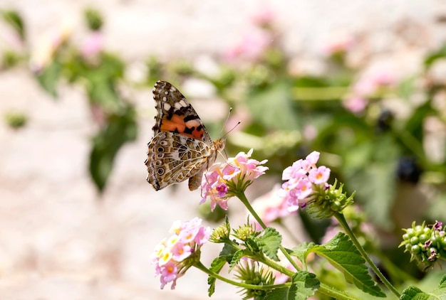Насекомые Красивая красная бабочка Адмирал Семейство Нимфалиды на цветке крупным планом в летний солнечный день