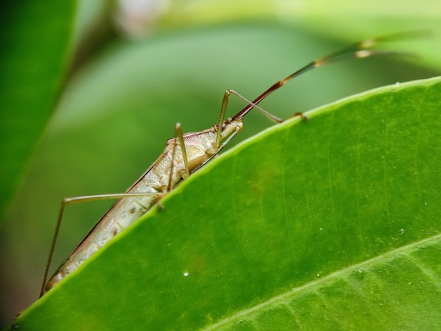 Photo insects bug photography