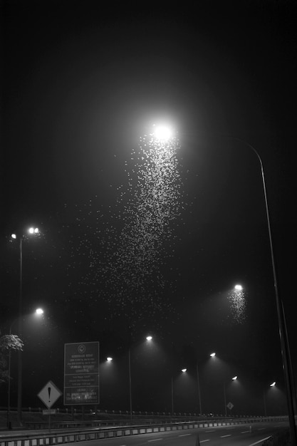 写真 明るい夜の空に照らされた街灯で飛ぶ昆虫