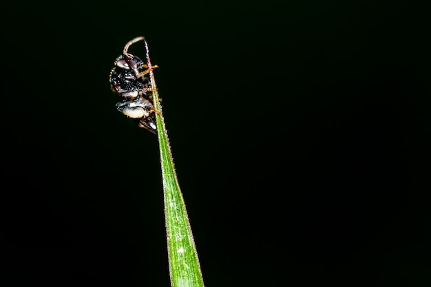 黒背景に隔離された草の昆虫