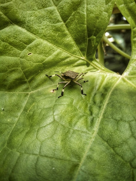 Insects on a leaf free photo