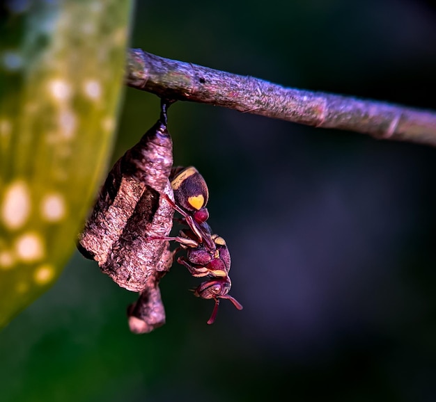 Foto insetti sul nido