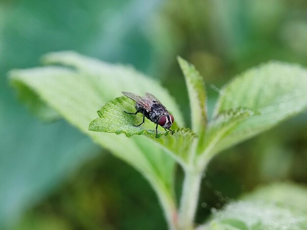 Insects photography