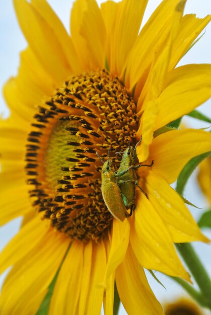 Insects on the sunflower