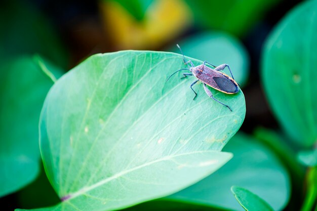 Insects that live morning glory