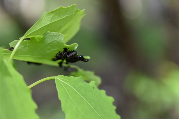 Insects on a tree branch in the forest