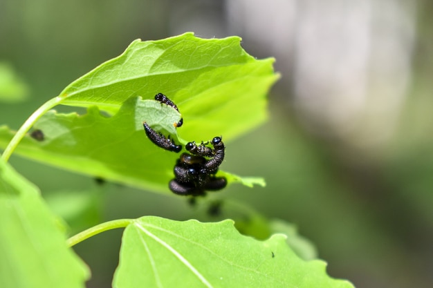 Insects on a tree branch in the forest