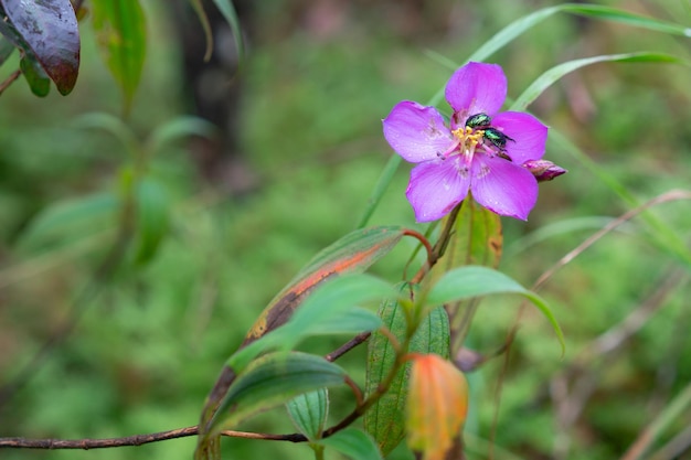 森のすみれ色の花の昆虫