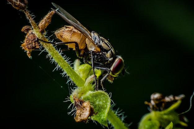 Insectvlieg op groen blad.