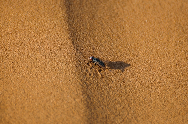 Insectvliegzitting op zand