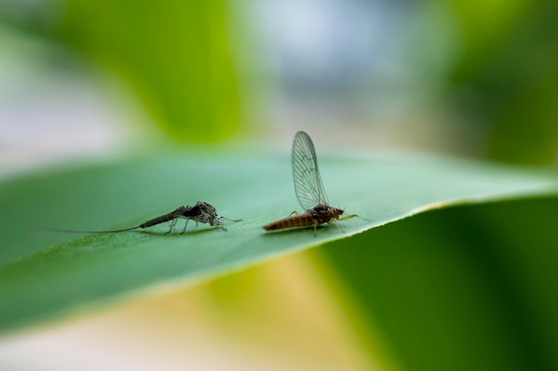 写真 insetto che ha appena cambiato pelle ちょうど皮を変えた