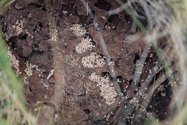 Photo inside an ant colony