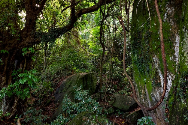 Inside the dense vegetation found in the Atlantic rainforest of Rio de Janeiro