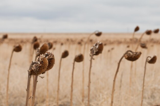 Inside a field of dried sunflowers.