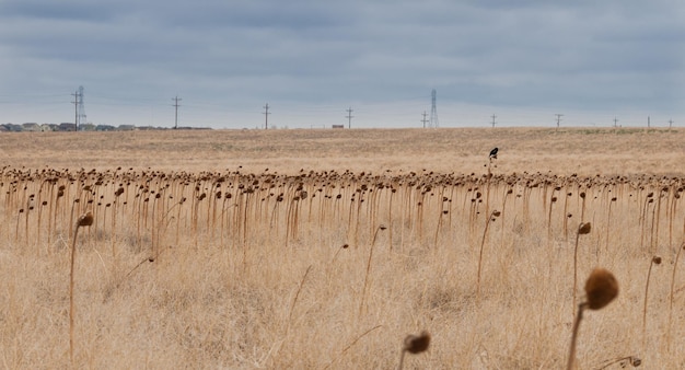 Foto dentro un campo di girasoli secchi.