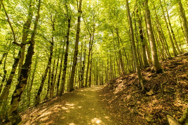 Inside the forest in the Ordesa and Monte Perdido National Park Aragon Huesca Spain