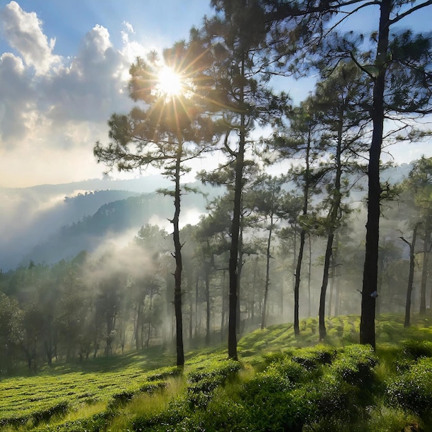 Inside a forest shot during winter indian forest fog tea estate