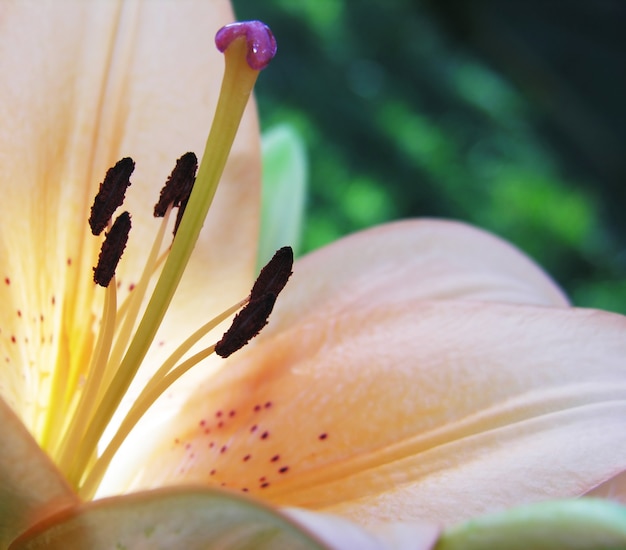 Inside a lily